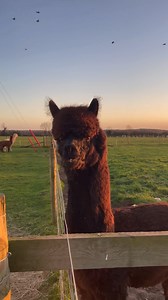 2.3K views · 33 reactions | What a beautiful winter sunset over the farm this evening 朗朗 | Rand Farm Park | Facebook