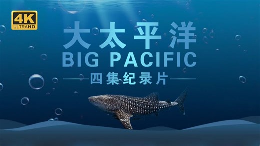 【海洋纪录】4集大型自然类4K超高清纪录片《大太平洋》——讲述与众不同的海洋故事
