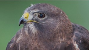 Hawk Hill, part of Golden Gate National Recreation Area, reopens