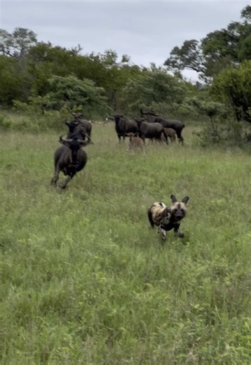 Wildebeest vs Wild Dog Chase in Safari Park