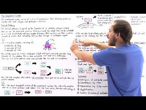 Classical Pathway of Complement System
