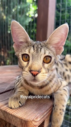 Sweetest F2 Savannah boy ❤️❤️❤️ #cats #саваннакошка #savannahcatsoftiktok #savannahf2 #funnykitten