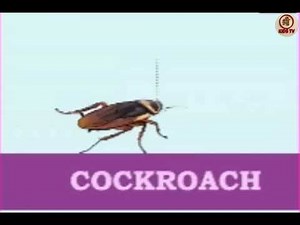 Class 1 lesson 4 English creatures around us