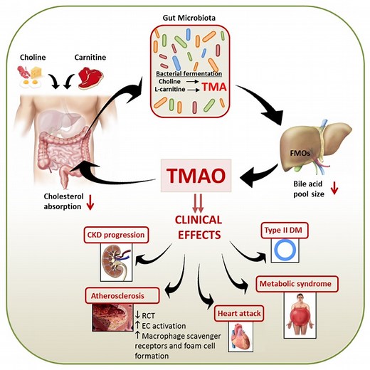 TMAO: Why It Increases & Factors That May Reduce TMAO levels - SelfDecode Labs