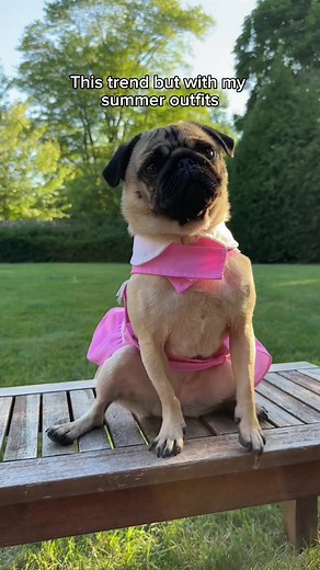 Which is your fave outfit? 🤩 #pug #pugsoftiktok #dogsoftiktok #dogoutfit #ootd