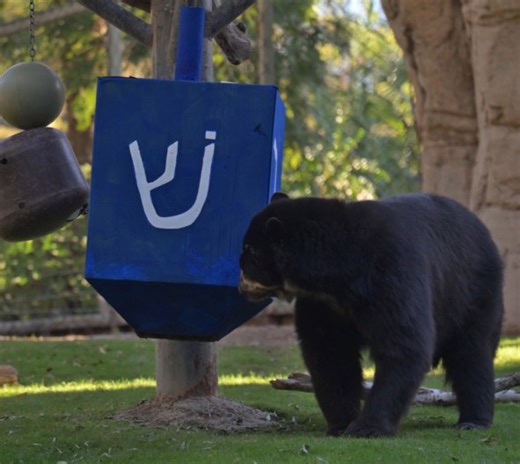 Watch Auggie the Andean bear adorably play with a dreidel toy to celebrate Hanukkah