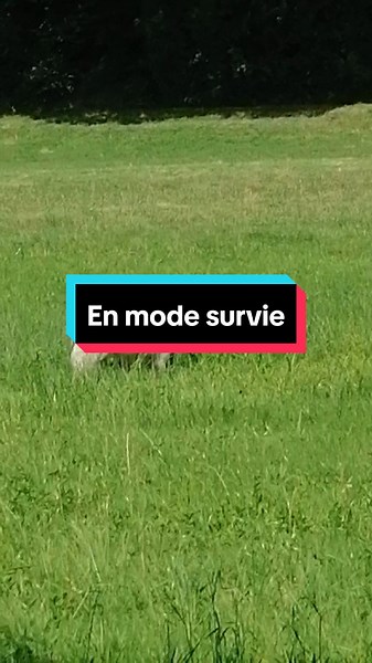 #chien #educationcanine #comportementcanin #ethologie #ethologiecanine #éthologie #musher #musherlife #survie