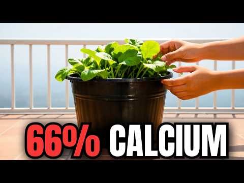Grow FREE Calcium in a Bucket. Absorbs 2x Better Than Milk. Why Did They Hide It?