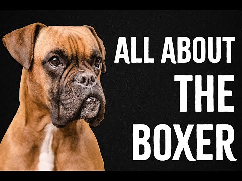 All About The Boxer