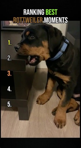Ranking Best Rottweiler Moments 🐶 #rottweiler #ranking