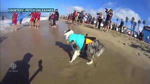 10K views · 340 reactions | We have video to share of dogs surfing in a contest in Huntington Beach, California. You're welcome. Watch it here: | CBC News | Facebook