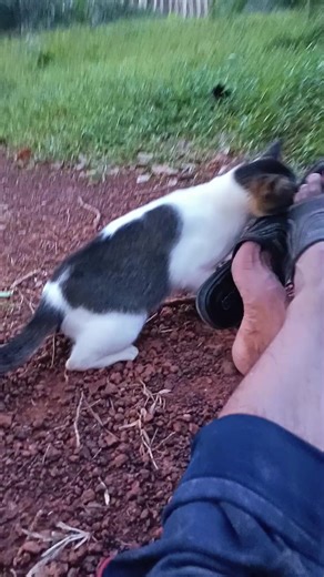 มันเขี้ยวนิ #เด็กตรัง #วัยรุ่นกรีดยาง #คนตัดยางจ้าง #แมวจร