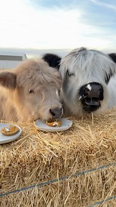 1.5M views · 48K reactions | My cows try pumpkin pie for the first time! | My Mountain Husky | Facebook