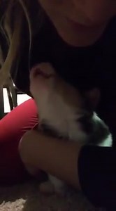 12K views · 632 reactions | Corgi puppy howling. This is too much cuteness for me... :D Thanks for sharing, Christina! Andreea | Corgi Dogs | Facebook