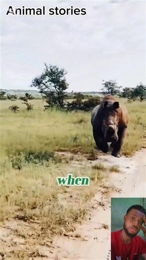 1.6K views · 16 shares | Rhino teaches lion a lesson lion hunts rhino and is retaliated by rhino. #rhinos #lions #animals #foryou | Animals stories | Facebook