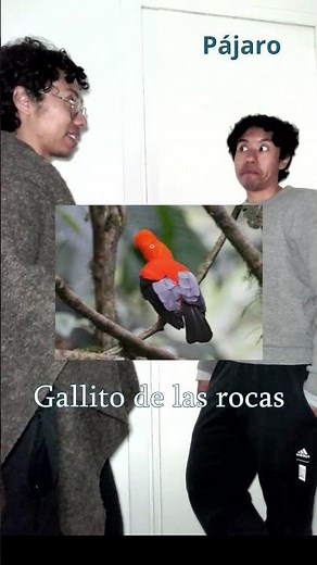 Spanish Bird Vocabulary | Learn Spanish with Latin American Birds