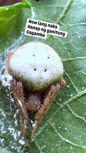 152K views · 2K reactions | Perstaym makahanap ng albino SPIDER | Dhix's Spidee | Facebook