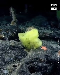 Oceanographers found the real-life SpongeBob SquarePants and Patrick Star hanging out together on a rock at the bottom of the Atlantic Ocean. A National Oceanic and Atmospheric Administration camera was filming the Northeast Canyons and Seamounts Marine National Monument off the New England coast when a yellow sponge appeared aside a pink starfish. Scientist Christopher Mah was quick to point out jokingly that the creatures mirrored the cartoon icons. Mah says that sea sponges are a preferred me