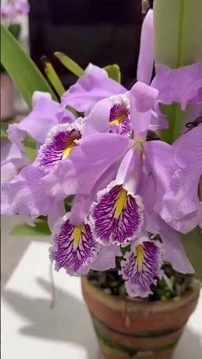 Cattleya is beautiful blooming amazing must see #orchid #orquidias #orchids #flowers