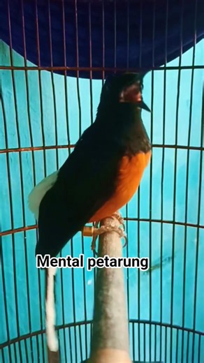 Murai Batu Gacor #birdsong #burung #kicaumania