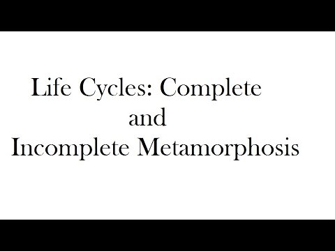 Life Cycles: Complete and Incomplete Metamorphosis