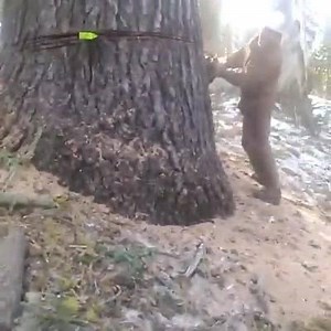 36K views · 108 shares | Felling a big red fir | Forestry Equipment in Action | Facebook