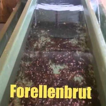 Forellenzucht ist mein Hobby