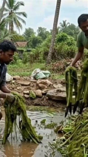 Before vs. After: Pond Reveal 😯#shorts#trending#viral#cleaning#pond#relax
