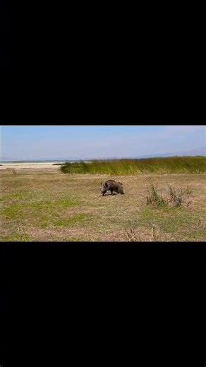Wild Boar Splash Attack 🐗💦 | Powerful Nature Moment Caught on Camera!#wildboar #wildlife