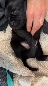 Can Do Canines on Reels