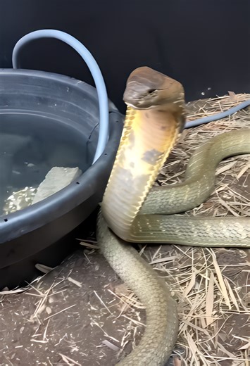 King Cobra Security!