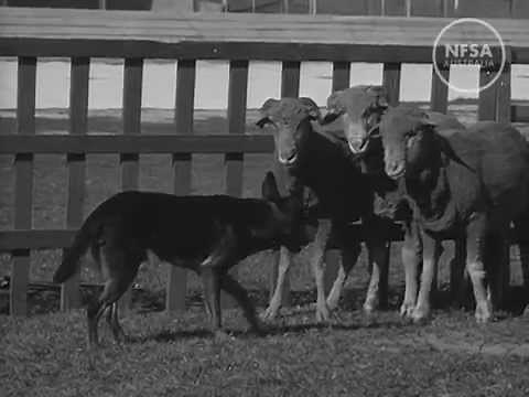 The Kelpie - Australia's Wonder Dog. Australian Diary 9