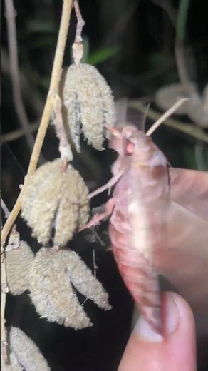 “A moth species with glowing eyes” ✨🦋