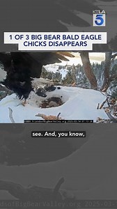 1 of 3 Big Bear bald eagle chicks is missing. Frank Buckley and Jessica Holmes talk with Sandy Steers of Friends of Big Bear Valley. Updates: https://ktla.com/news/california/1-of-big-bears-eaglets-appears-to-be-missing-from-its-nest/ | KTLA 5 News
