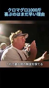 「1000斤のクロマグロ…喜ぶのはまだ早い！血液で身が火傷する理由」#クロマグロ漁 #1000斤マグロ #鮮度を守る技術 #マグロの血抜き