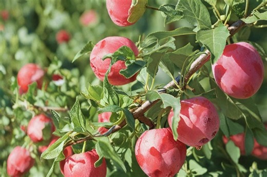 American Plum 15 Seeds – Prunus Americana - Etsy