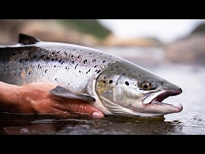 Hunting for Alaska’s King Salmon (Animal Documentary)