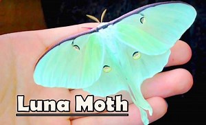 94K views · 1.5K shares | Luna Moth, (Actias luna) Handling an adult...