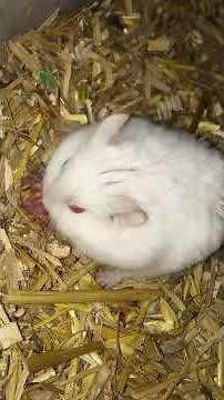 Dwarf Hamster eating her own baby, nature of cannibalism #hamsterbabies #eatinghamster #dwarfhamster