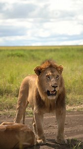 5.2K views · 134 reactions | beautiful male lion 女 Follow me Sightings by Phil for daily wildlife clips.  | Sightings by Phil | Facebook