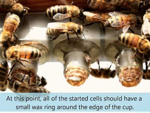 Queen rearing, step by step