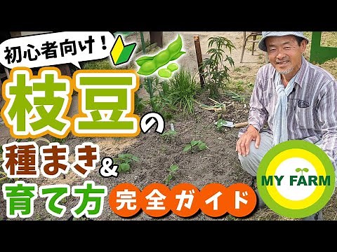 【枝豆】種まきのやり方・収穫までの栽培の流れを解説＆実演します│有機栽培で野菜づくり