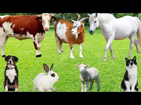 Cute Animal Moments Compilation: Dog, Cat, Rabbit, Parrot, Sheep, Horse, Chicken, Duck-Animal Sounds