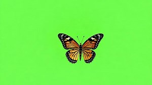 One stunning common orange monarch butterfly rests green screen background. Cute alone beautiful endangered insect lady close up sit still chroma key backdrop wave wings. Isolated chromakey closeup.