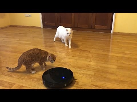 Two Cats and One Common Enemy (Robot Vacuum Pushes Cat Under Couch - UNCUT)