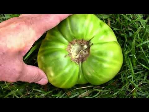 How to Tell When an Aunt Ruby's German Green Tomato is Ripe.