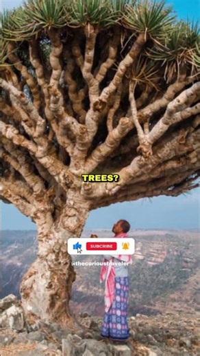 The Island With Trees UNLIKE Anywhere Else