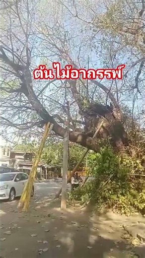 The cursed tree #automobile #xcavator #news #lifeisbutadream