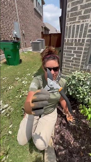 Crepe Myrtle Bush Trimming Training