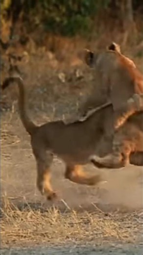 Lion cubs develop skills of hunting and survival through play#lion #shorts
